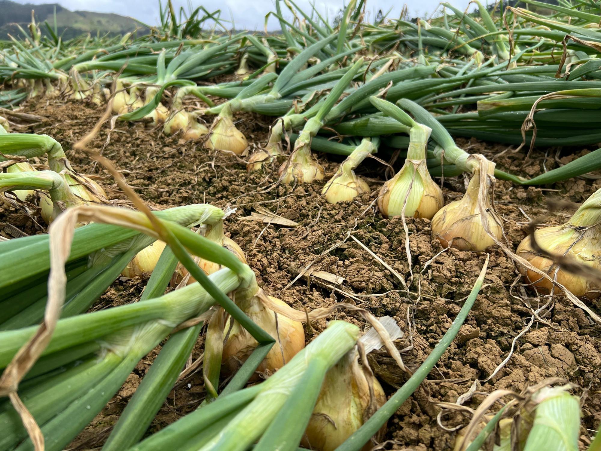 Petrolândia decreta emergência econômica no agro por crise da cebola 